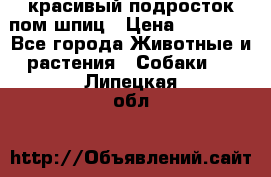 красивый подросток пом шпиц › Цена ­ 30 000 - Все города Животные и растения » Собаки   . Липецкая обл.